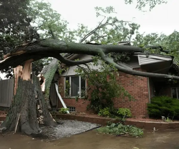 Emergency Tree Removal