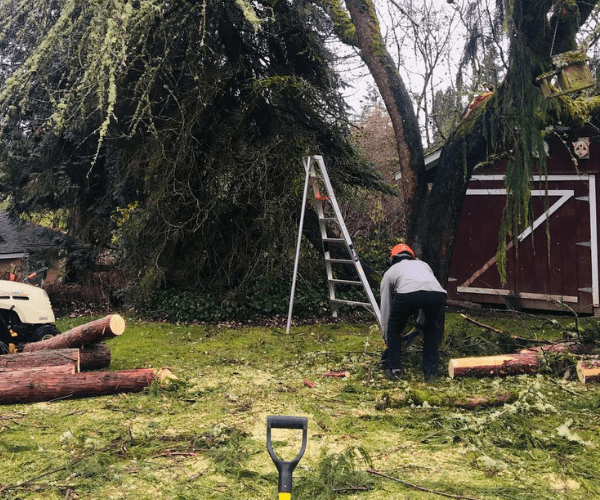 Tree Insect Control