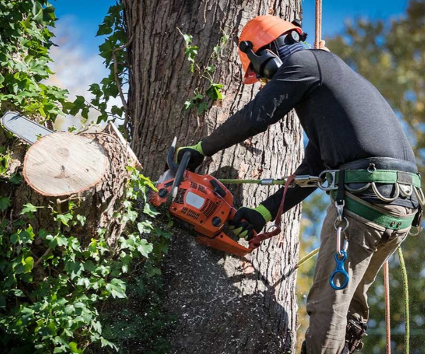 tree service