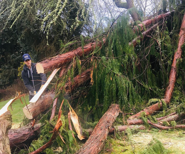 tree trimming
