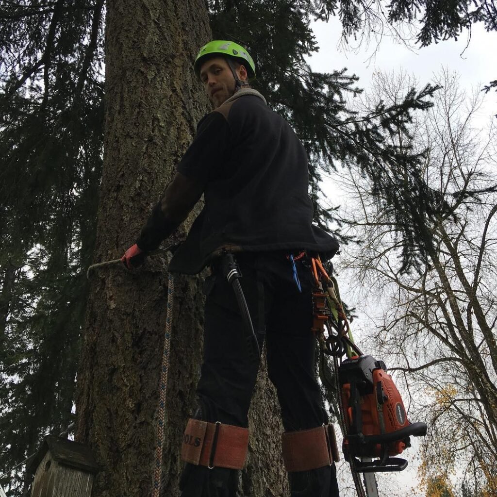 Tree Removal