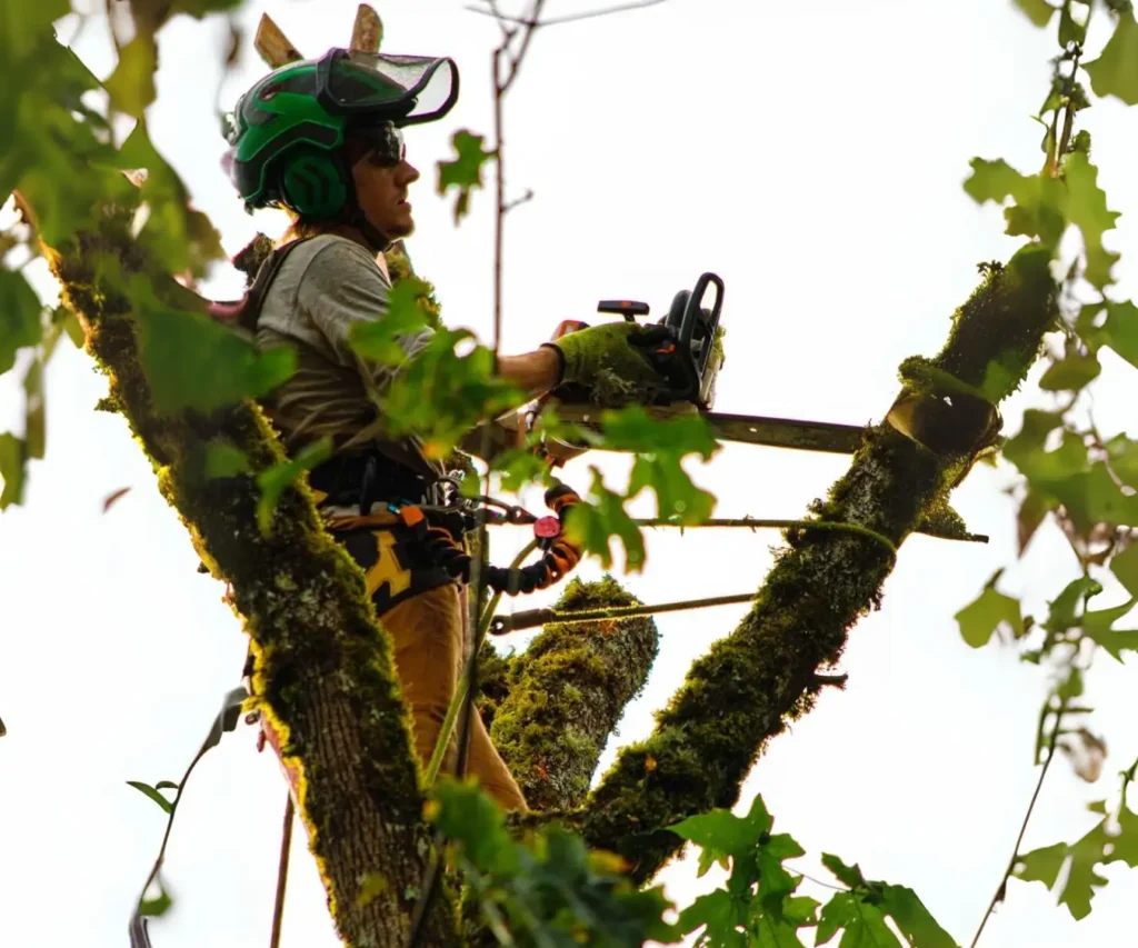 Tree Pruning