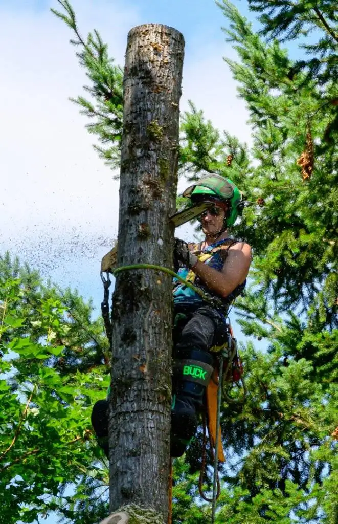 tree service