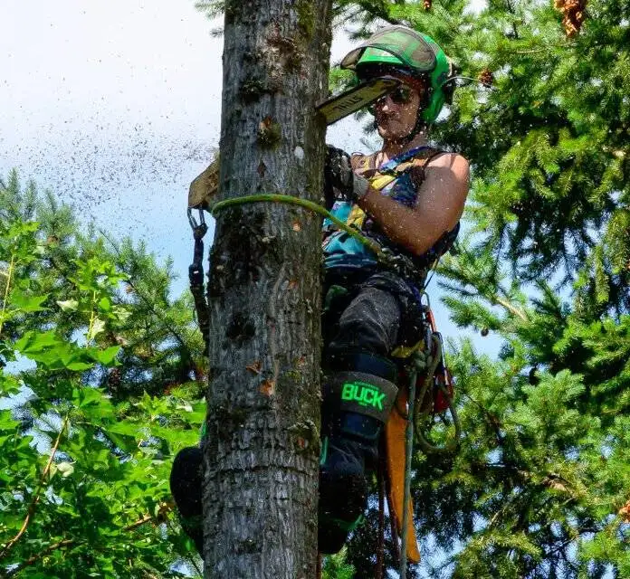 tree service