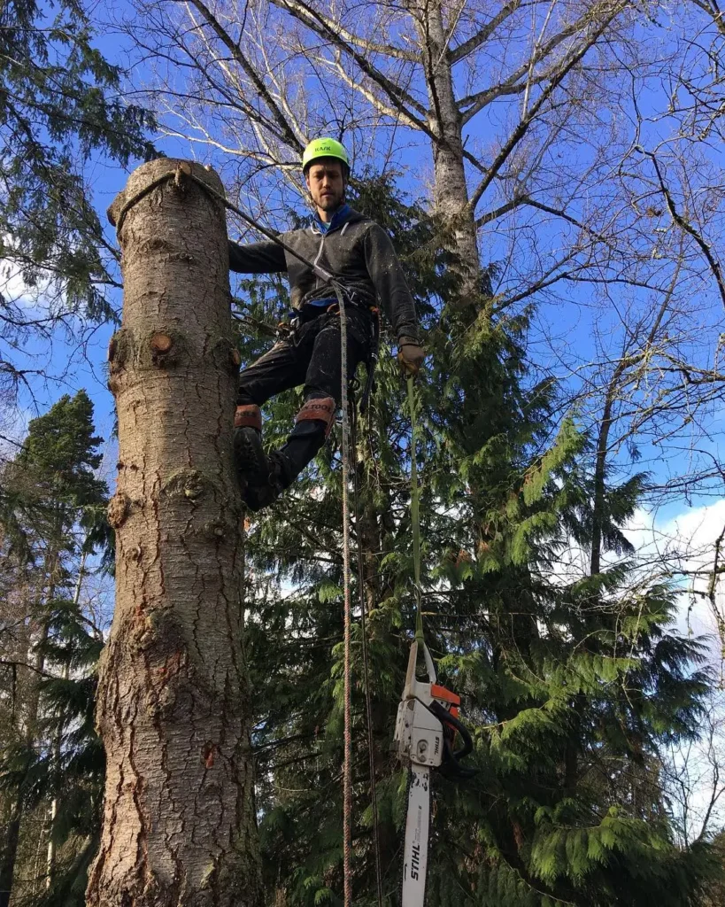 Tree Removal