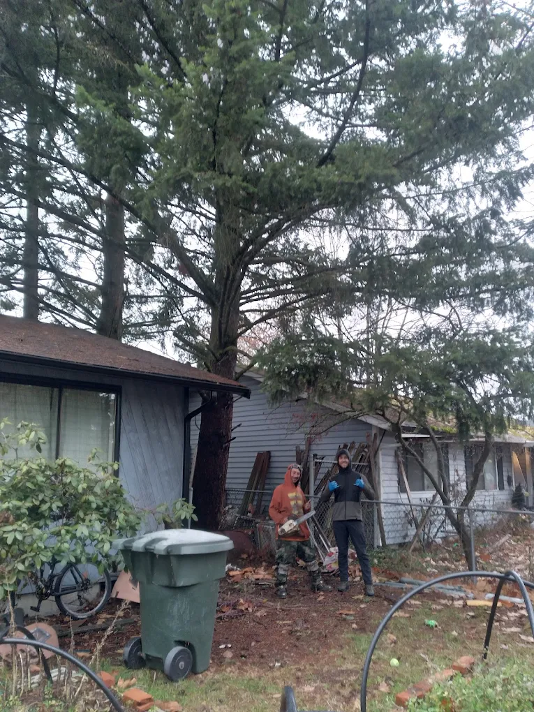 Tree Services in University Place
