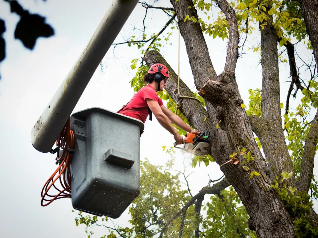 Expert Tree Services in Puyallup