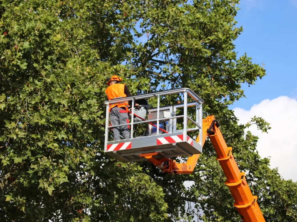 Tree Care Services in Tacoma