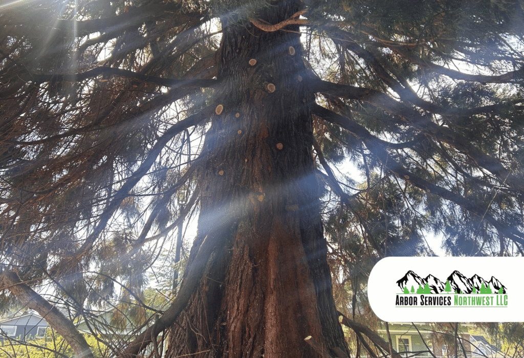 Tree Services in Tacoma Wa