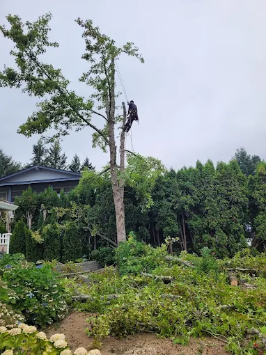 Emergency Tree Removal