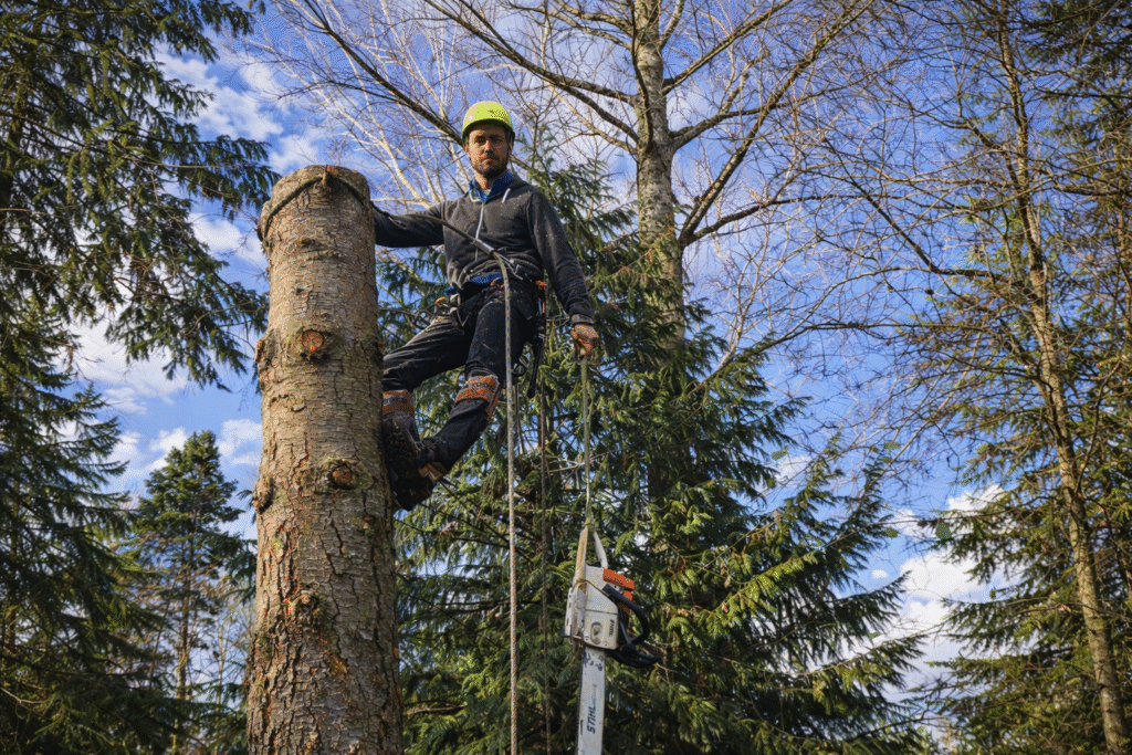 Tree Pruning Services in Tacoma WA