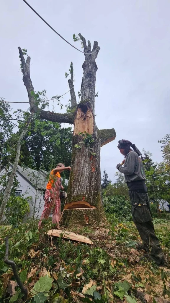 Arborist Tacoma WA: Trusted Tacoma Tree Service for Safe & Healthy Trees