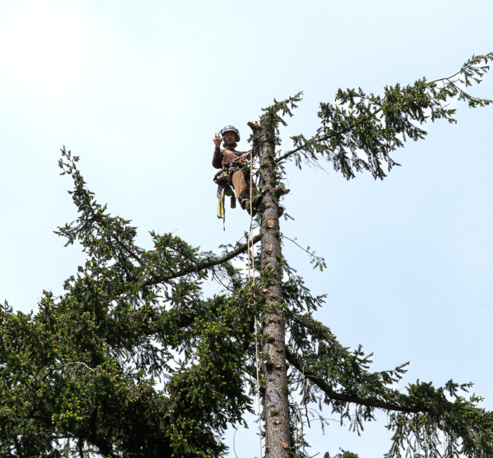 Tree Service