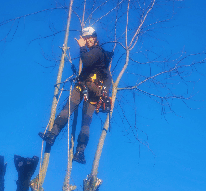 Tacoma Tree Service