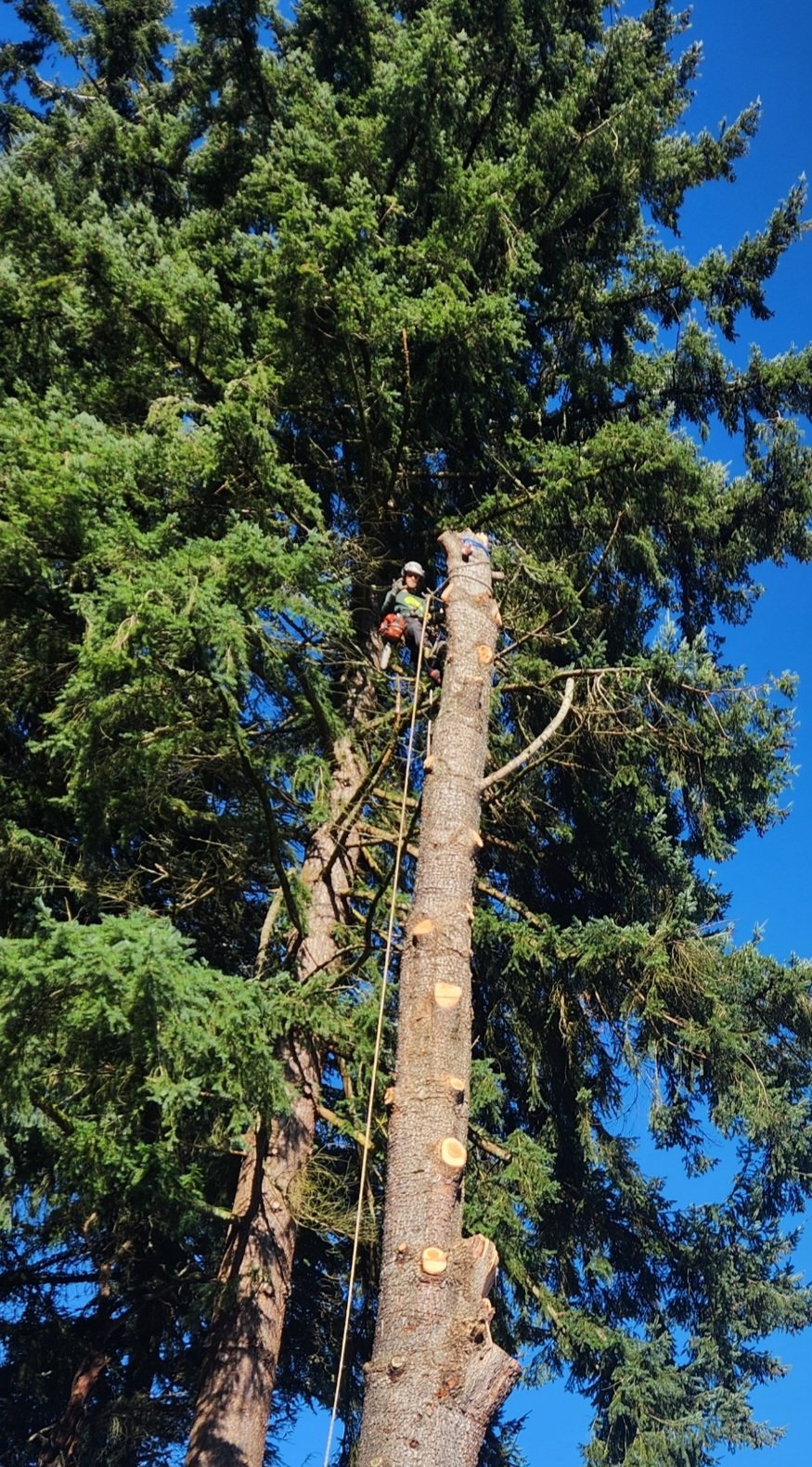 Tree Services in Tacoma, WA