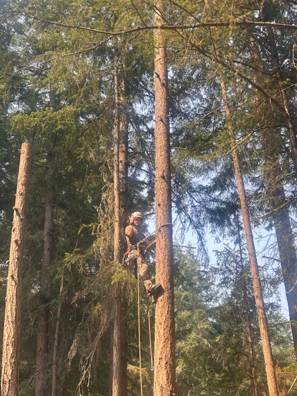 Tree removal services