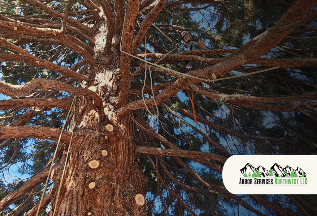 Storm Emergency Tree Removal