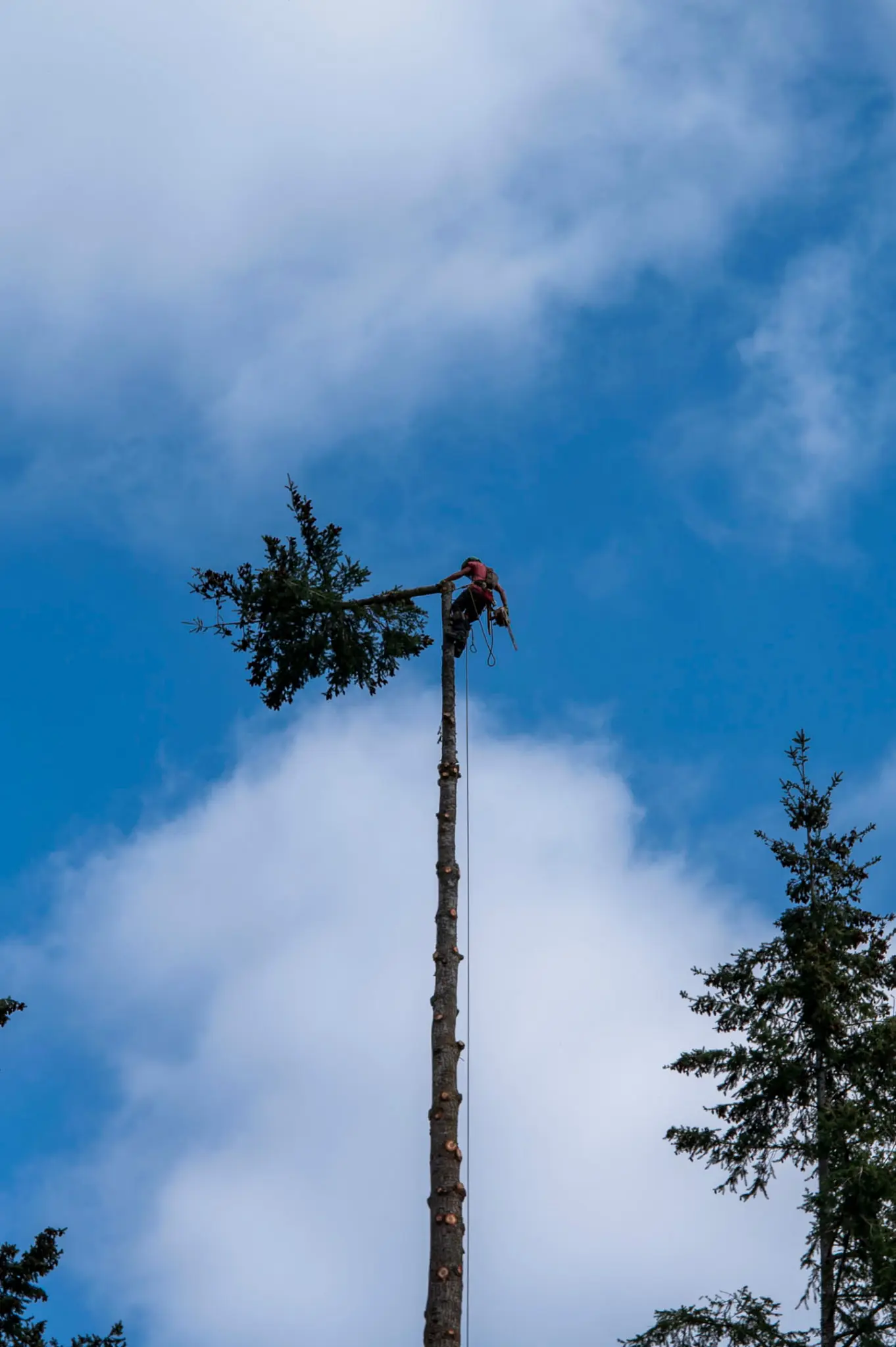 Tree Removal Company in Tacoma