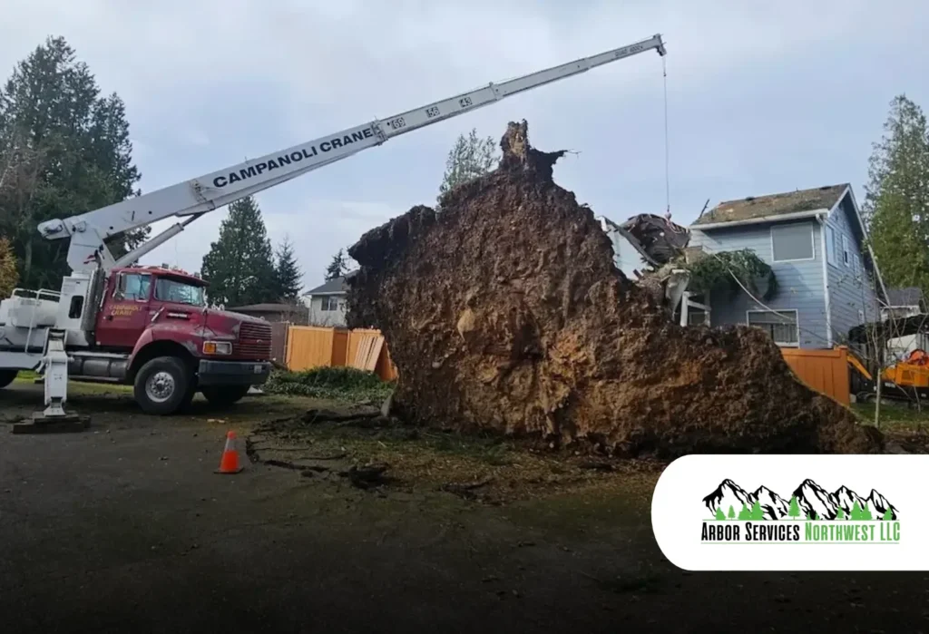 Winter Safety and Maintenance for Trees in Tacoma